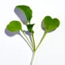 Arugula Microgreens