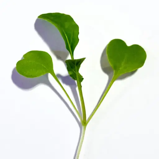Arugula Microgreens